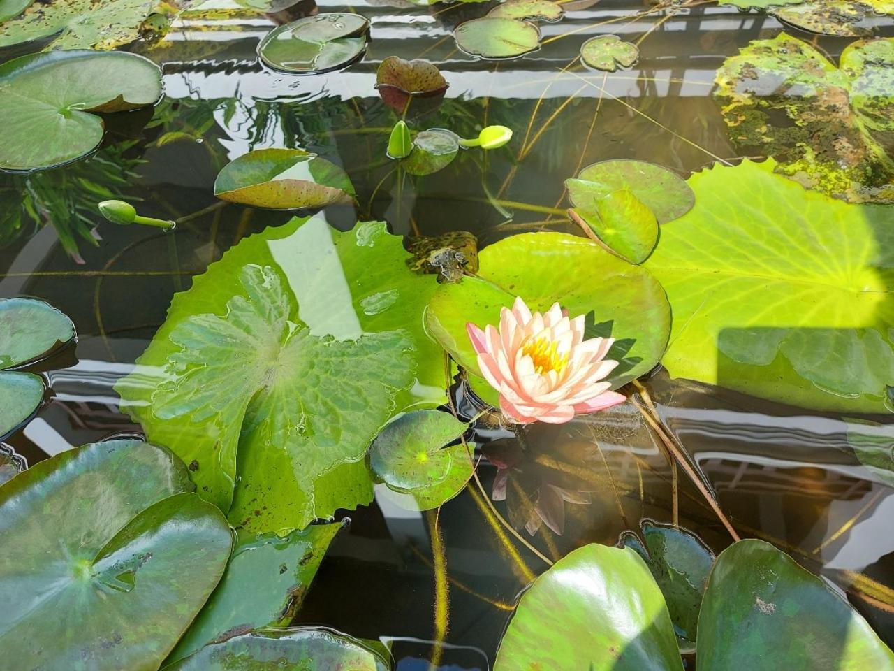 Sunrise Garden House - Luang Prabang Hotel Bagian luar foto